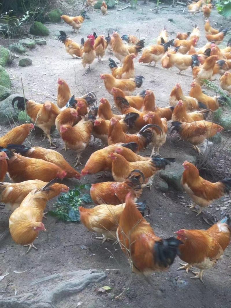 三黄公鸡苗，精品鸡苗，广西南宁鸡苗产地直供包邮