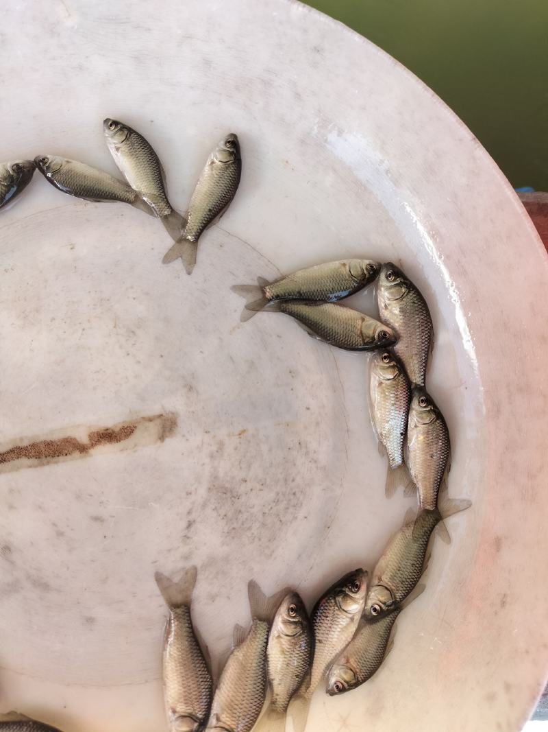 中科3号鲫鱼苗，东北鲫，白金鲫，彭泽鲫，圆头鲫