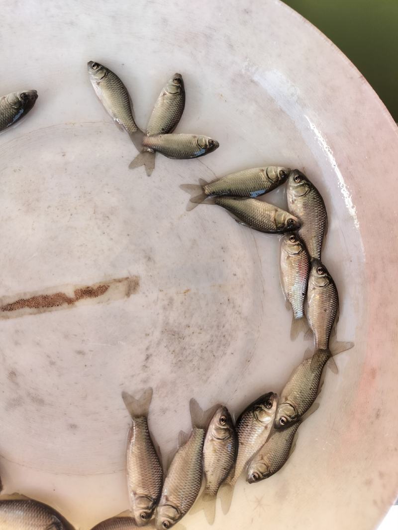 中科3号鲫鱼苗，东北鲫，白金鲫，彭泽鲫，圆头鲫