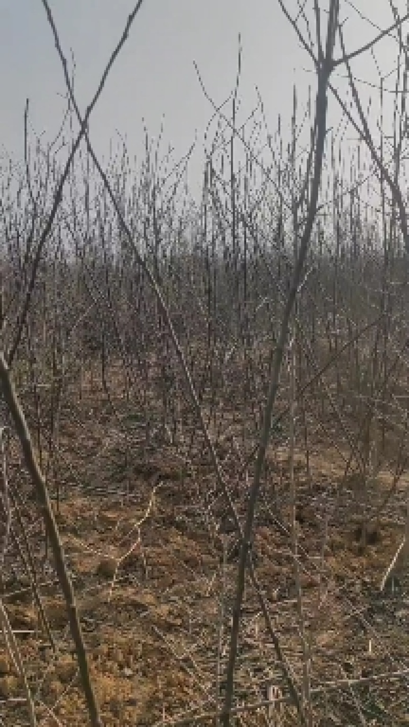 【牛商热卖】梨树苗秋月梨树苗基地直供欢参观考察