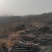 【牛商热卖】梨树苗秋月梨树苗基地直供欢参观考察