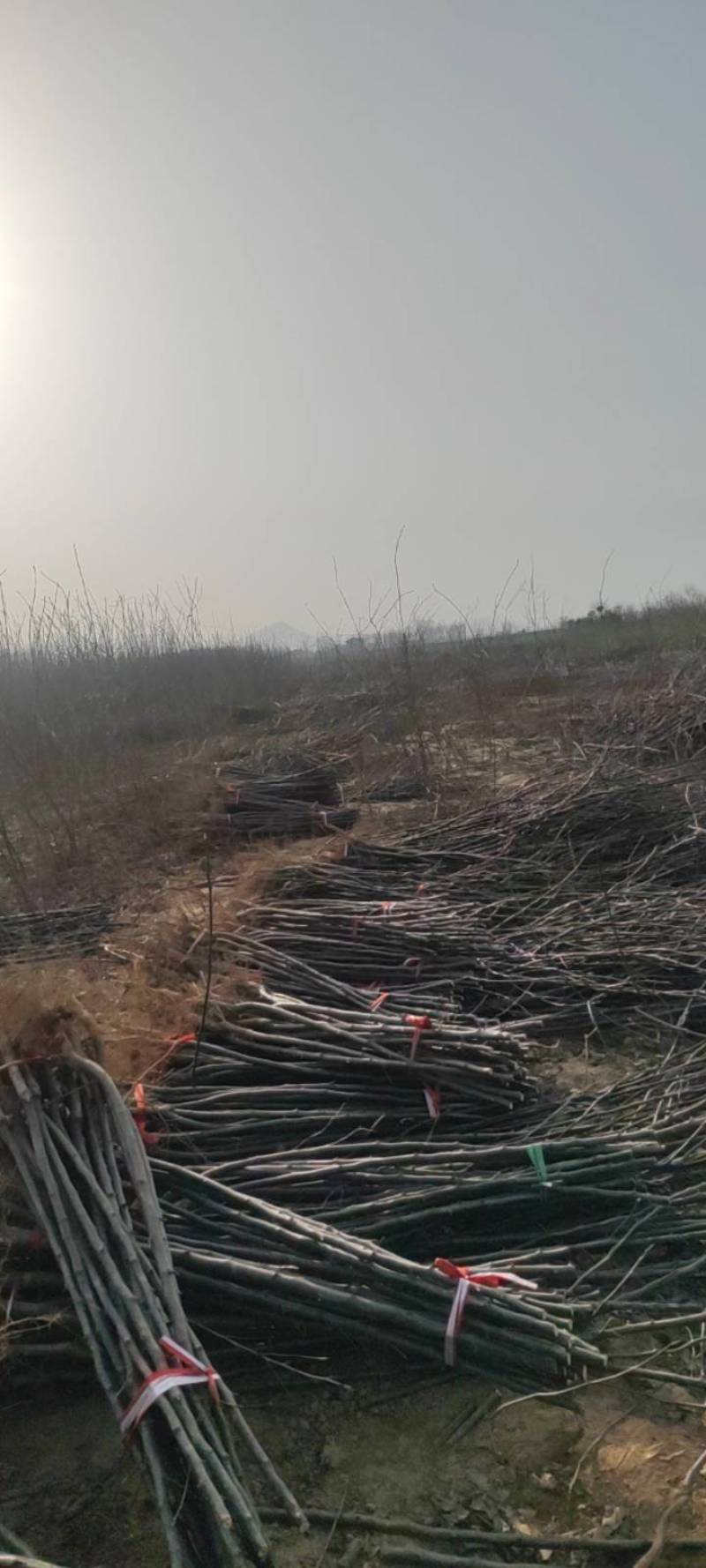 【牛商热卖】梨树苗秋月梨树苗基地直供欢参观考察
