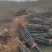【牛商热卖】梨树苗秋月梨树苗基地直供欢参观考察