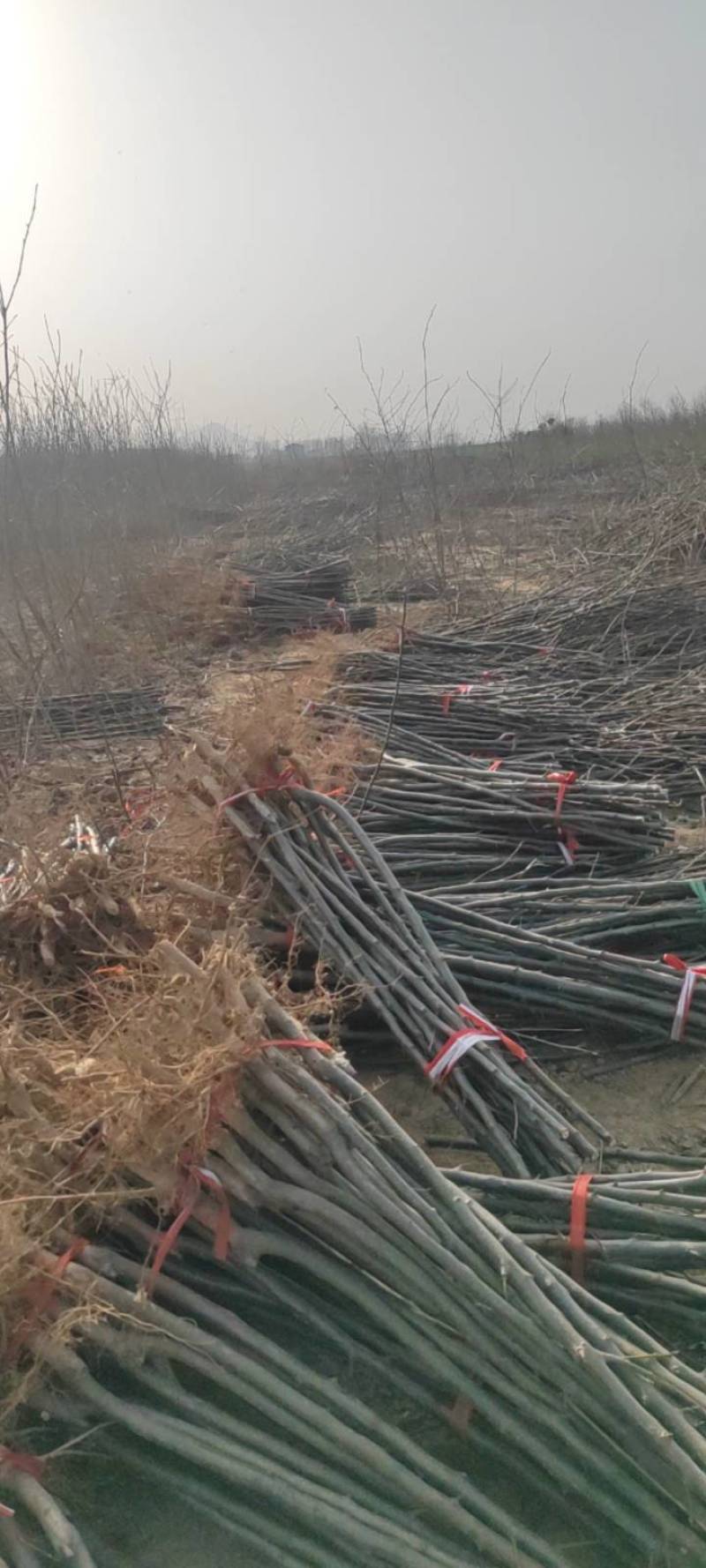 【牛商热卖】梨树苗秋月梨树苗基地直供欢参观考察