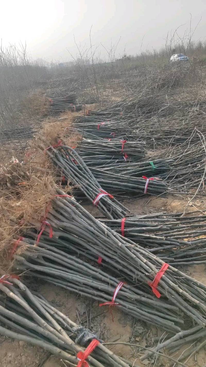 【牛商热卖】梨树苗秋月梨树苗基地直供欢参观考察