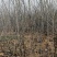 【牛商热卖】梨树苗秋月梨树苗基地直供欢参观考察