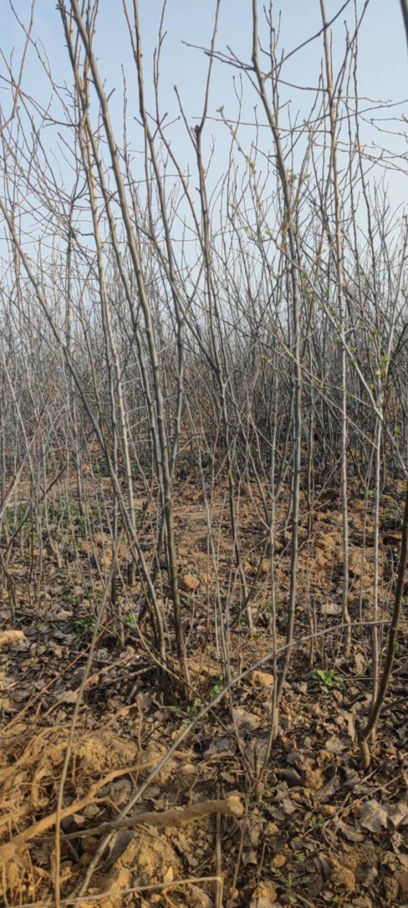 【牛商热卖】梨树苗秋月梨树苗基地直供欢参观考察