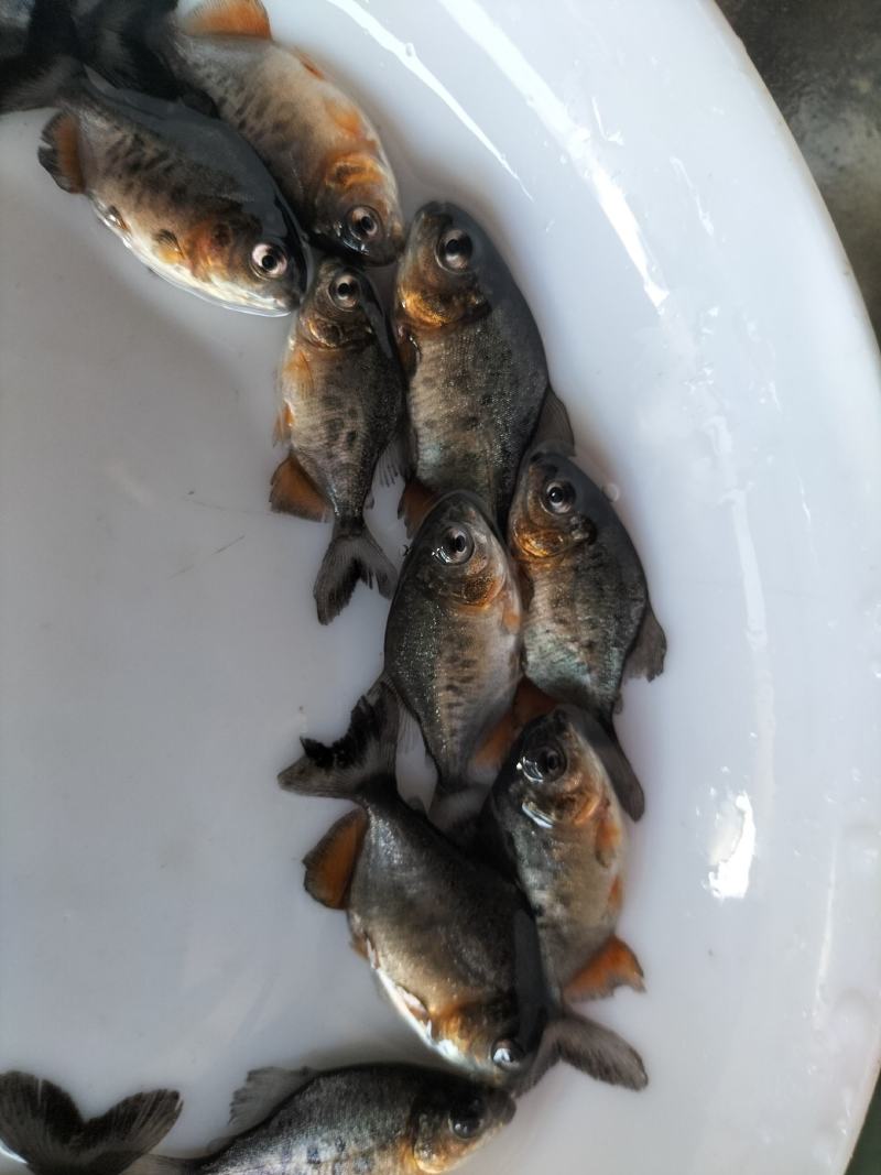 淡水白鲳鱼苗，红鲳鱼苗，基地直发，支持全国发货