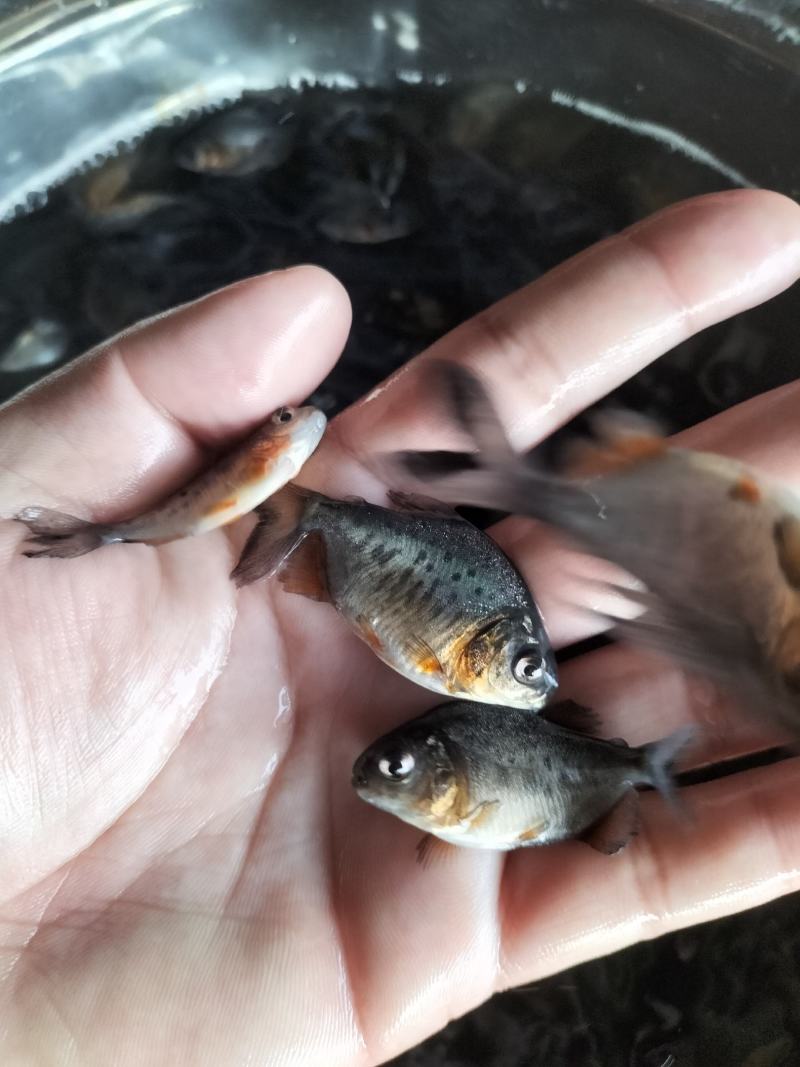 淡水白鲳鱼苗，红鲳鱼苗，基地直发，支持全国发货