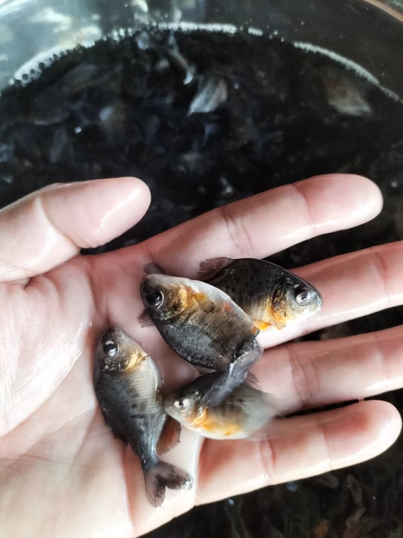 淡水白鲳鱼苗，红鲳鱼苗，基地直发，支持全国发货
