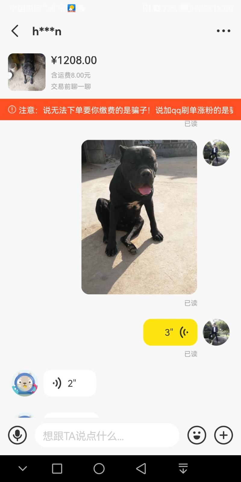 卡斯罗一岁半母狗出售