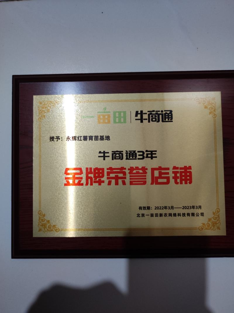 密薯苗，密薯25授权单位，大量供应原种密薯25苗红薯苗