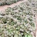 密薯苗，密薯25授权单位，大量供应原种密薯25苗红薯苗