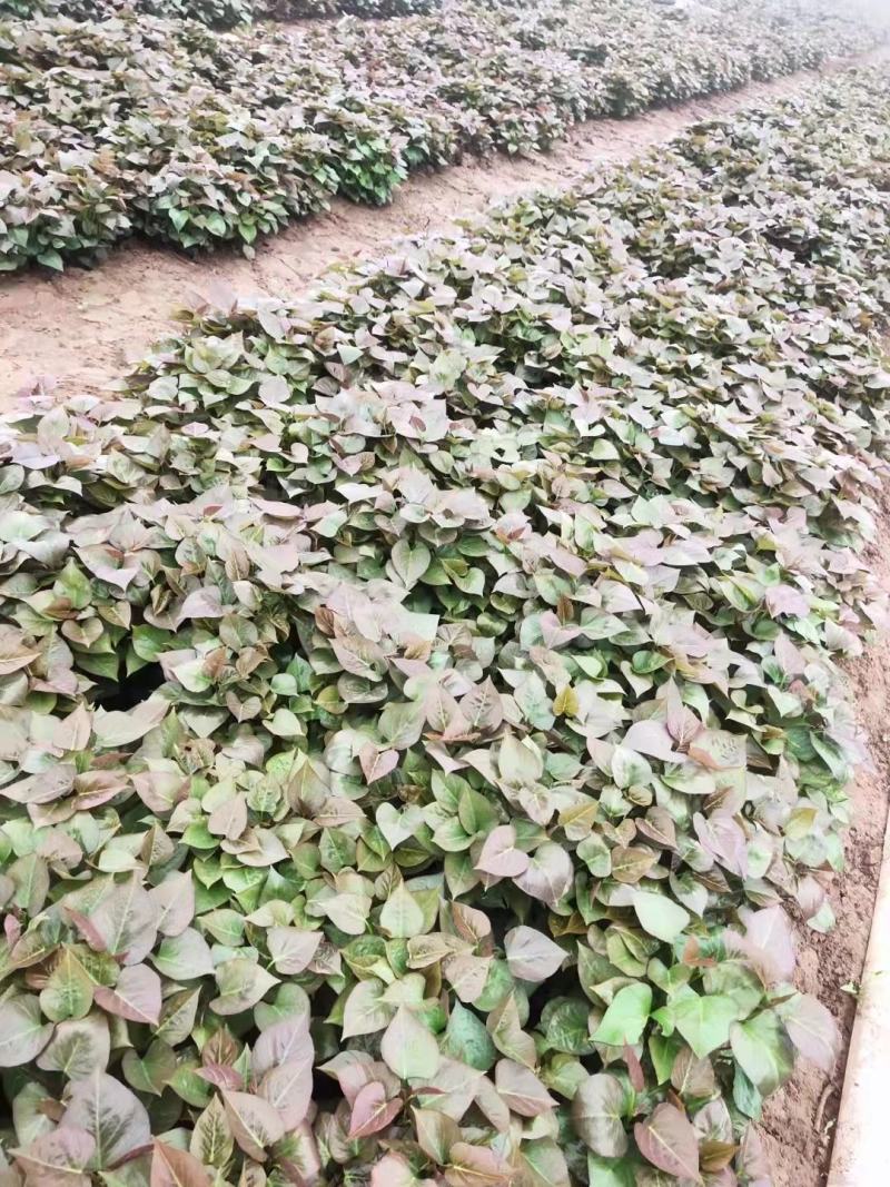 密薯苗，密薯25授权单位，大量供应原种密薯25苗红薯苗
