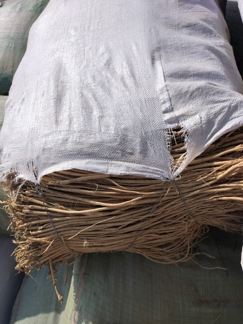 出售精品黄芪苗