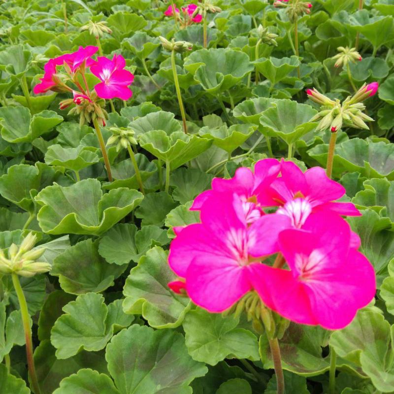 天竺葵盆栽花卉，租摆绿化使用，坤盛花卉基地大量现货