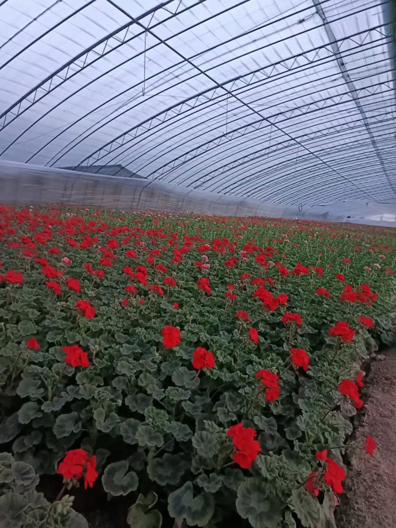 天竺葵盆栽花卉，租摆绿化使用，坤盛花卉基地大量现货