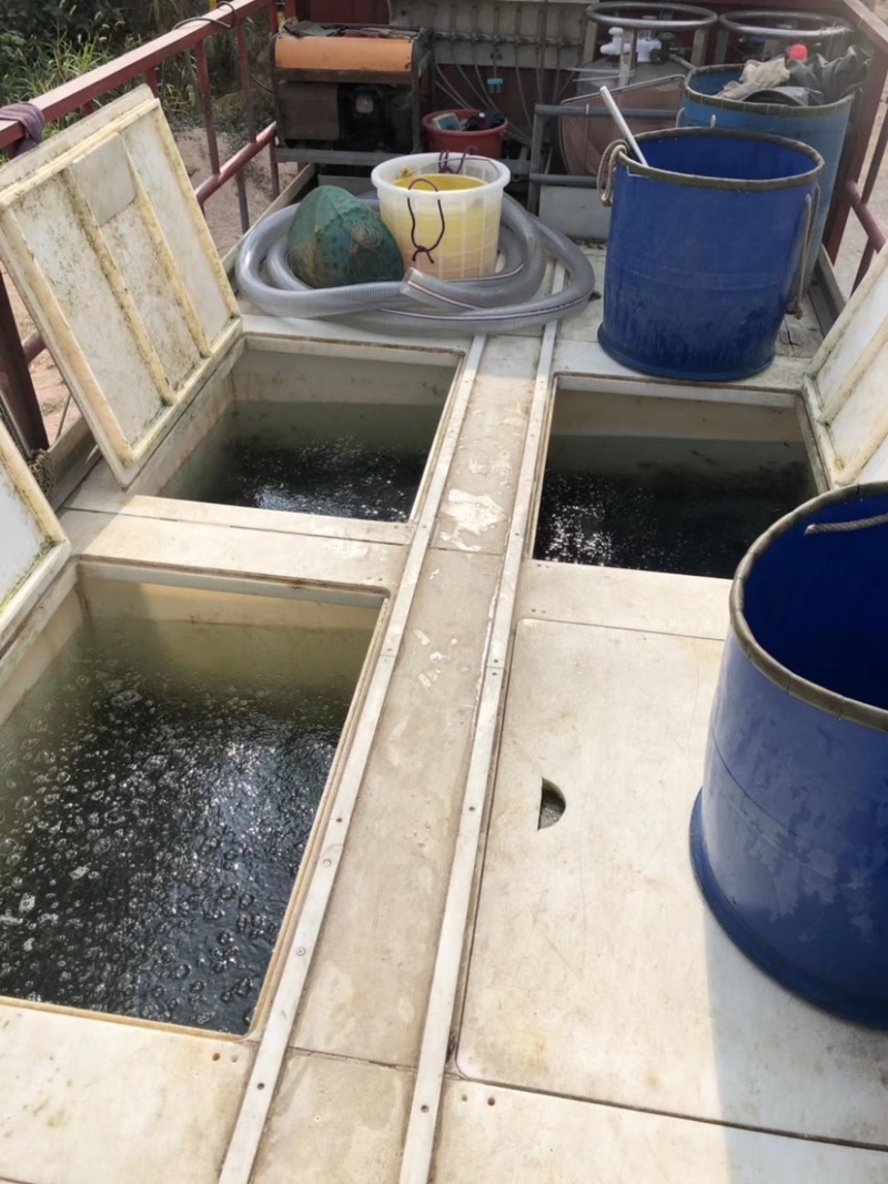 马口鱼苗冷水鲜活阔嘴马口长鳍鱲鱼苗淡水养殖