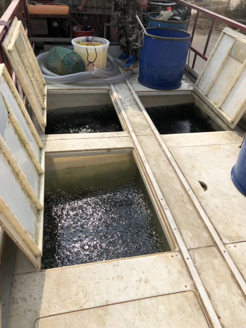 马口鱼苗冷水鲜活阔嘴马口长鳍鱲鱼苗淡水养殖