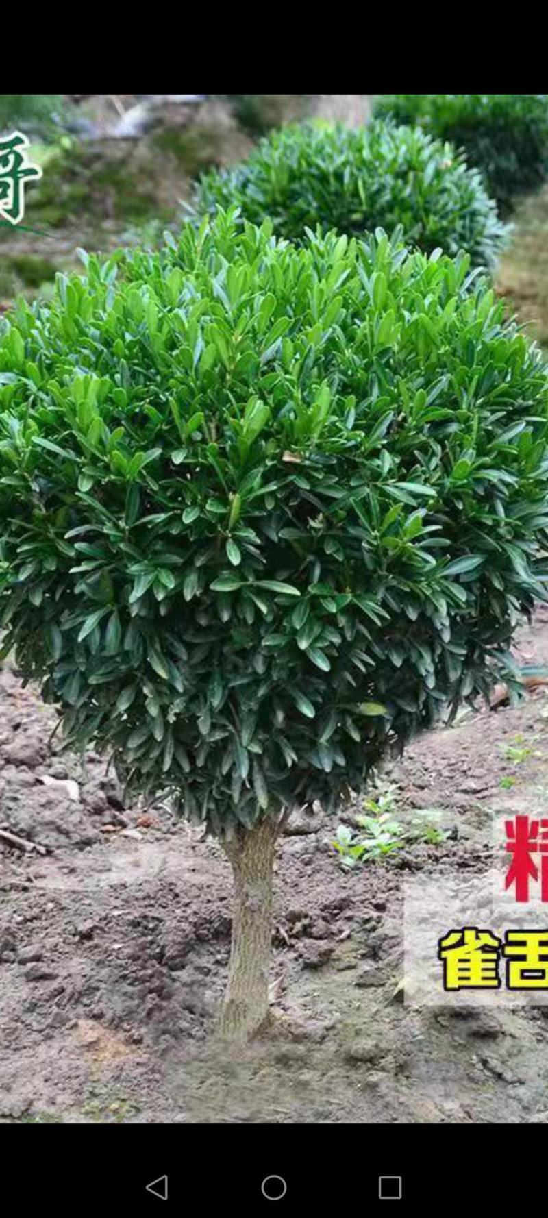 清场小叶黄杨雀舌黄杨30-50冠幅底价出售