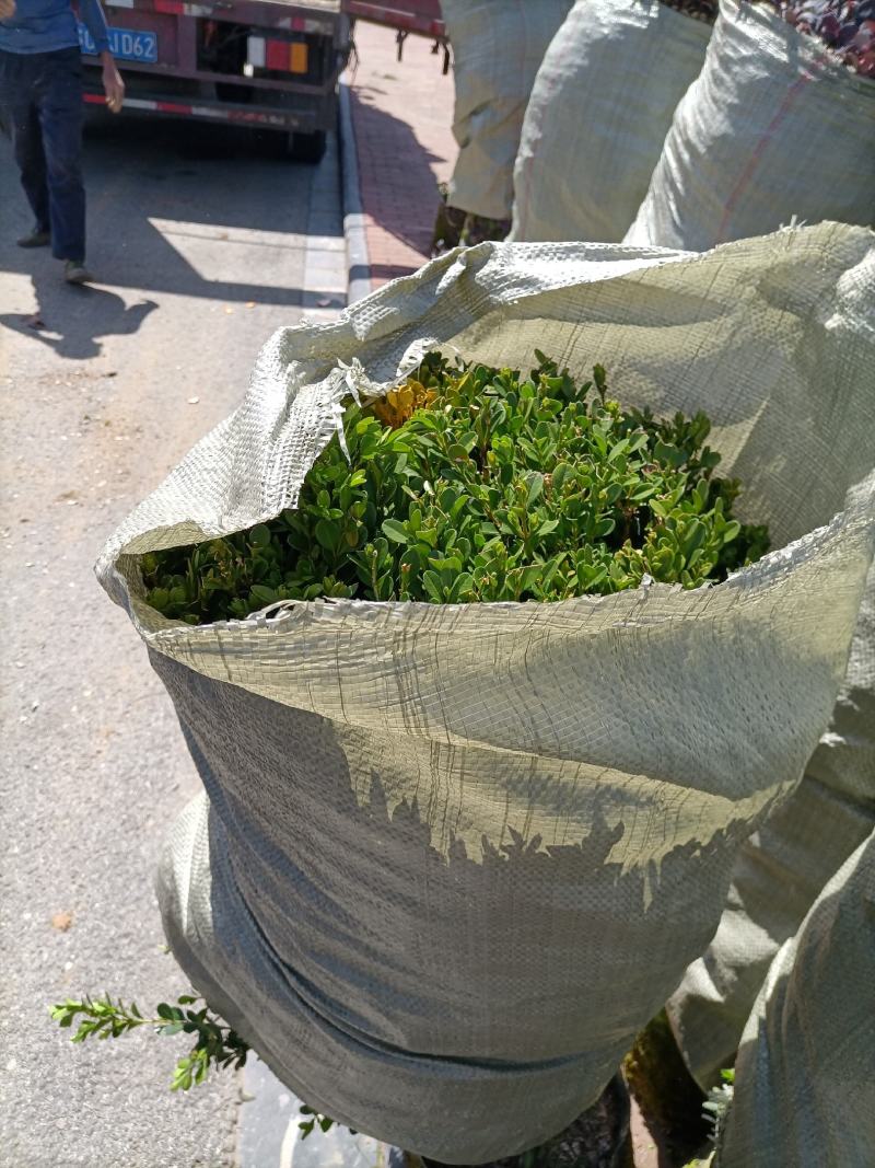 清场小叶黄杨雀舌黄杨30-50冠幅底价出售