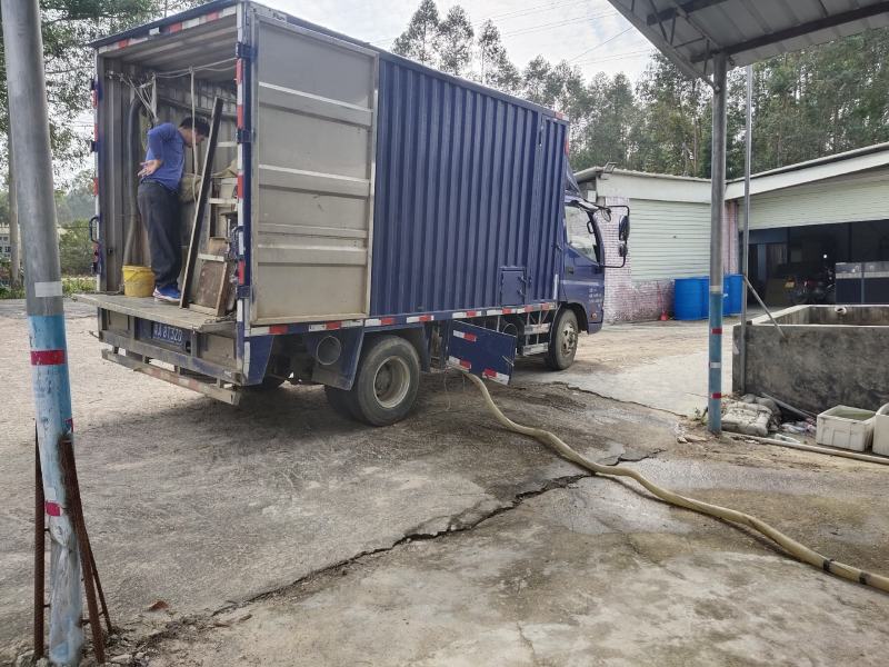 白鲳鱼苗淡水养殖鲳鱼可食用红鲳鱼鱼苗全国发货