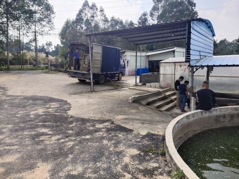 白鲳鱼苗淡水养殖鲳鱼可食用红鲳鱼鱼苗全国发货