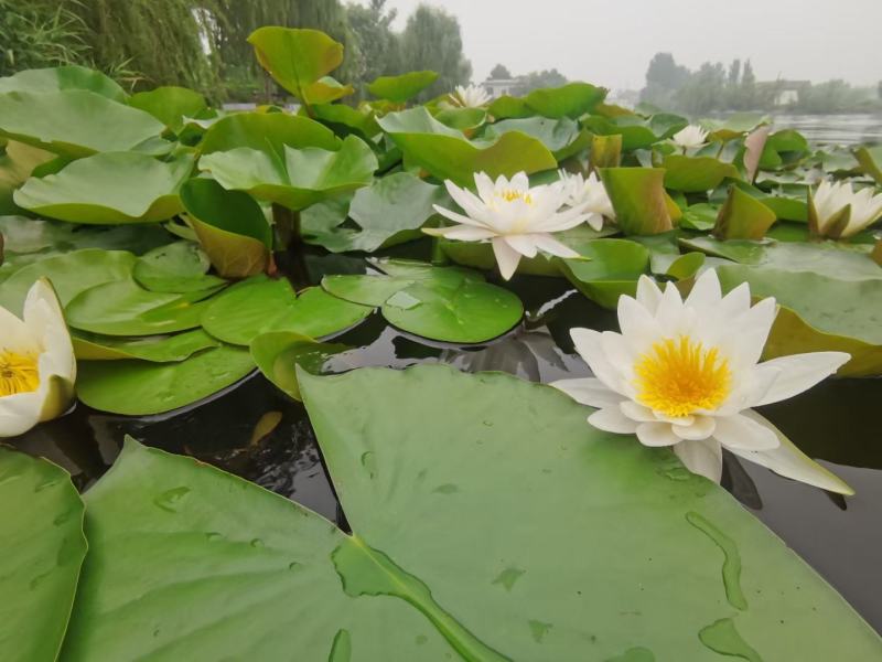 精品荷花，多瓣荷花。质量有保证量大从优