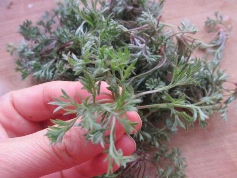 茵陈白蒿天然野生当天收货可加冰保鲜