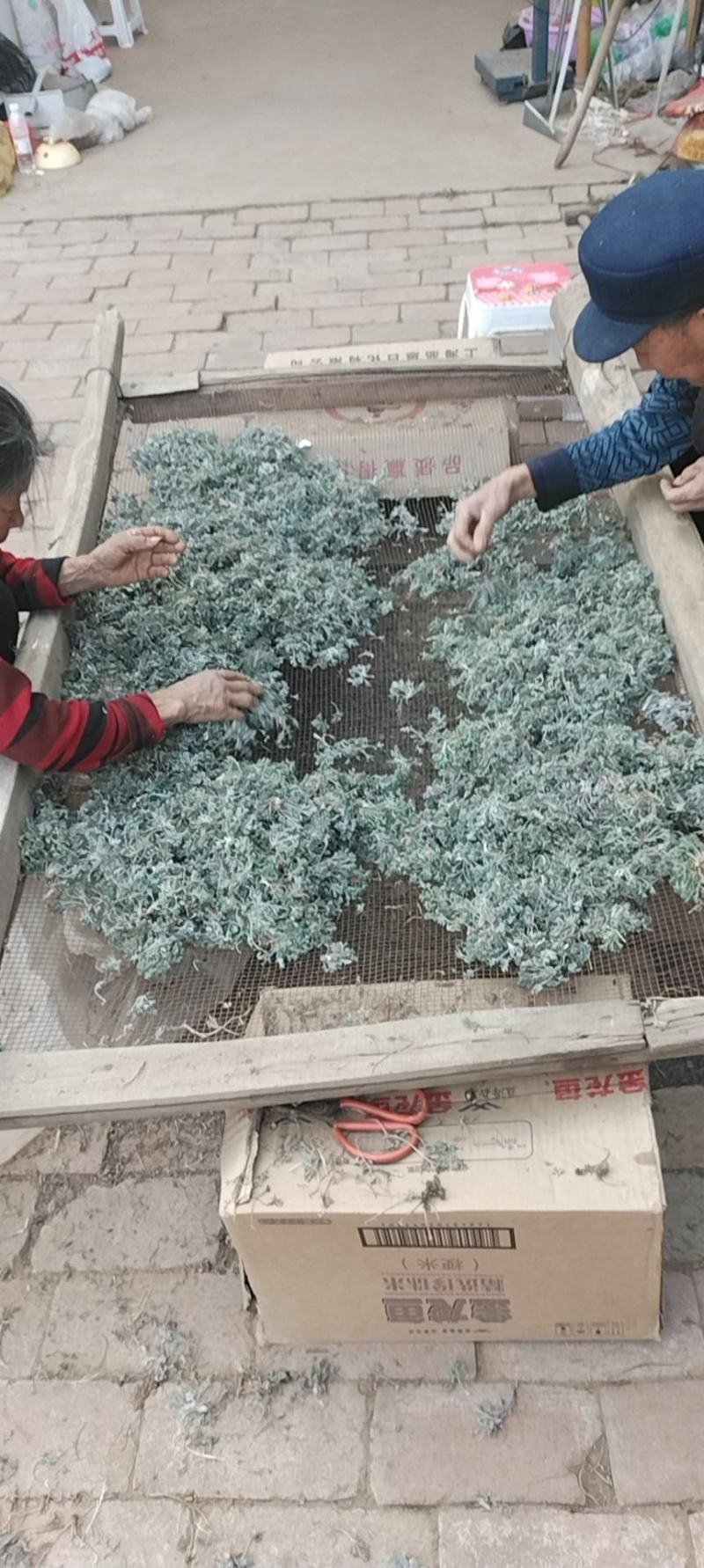 茵陈白蒿天然野生当天收货可加冰保鲜