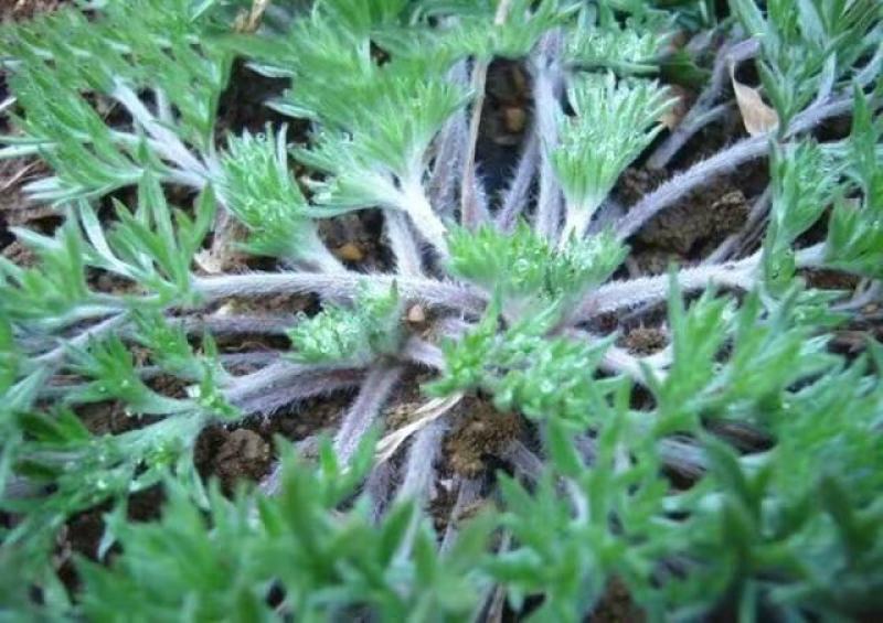 茵陈白蒿天然野生当天收货可加冰保鲜