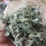 茵陈白蒿天然野生当天收货可加冰保鲜