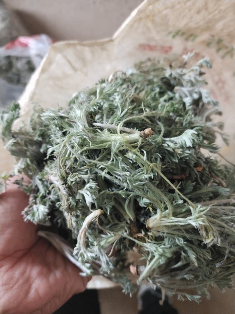 茵陈白蒿天然野生当天收货可加冰保鲜