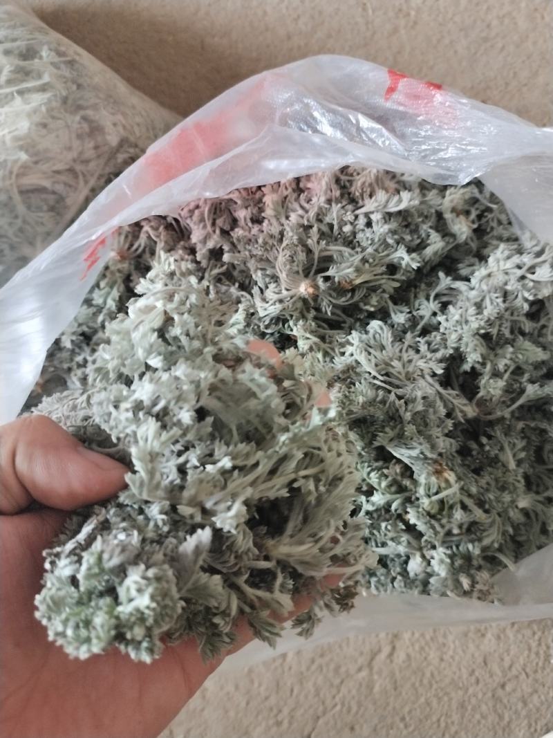茵陈白蒿天然野生当天收货可加冰保鲜