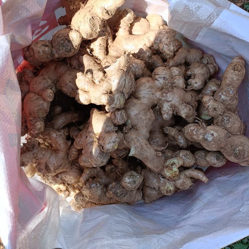 广西百色田东大黄姜大量上市，货源充足，统货现挖新鲜。