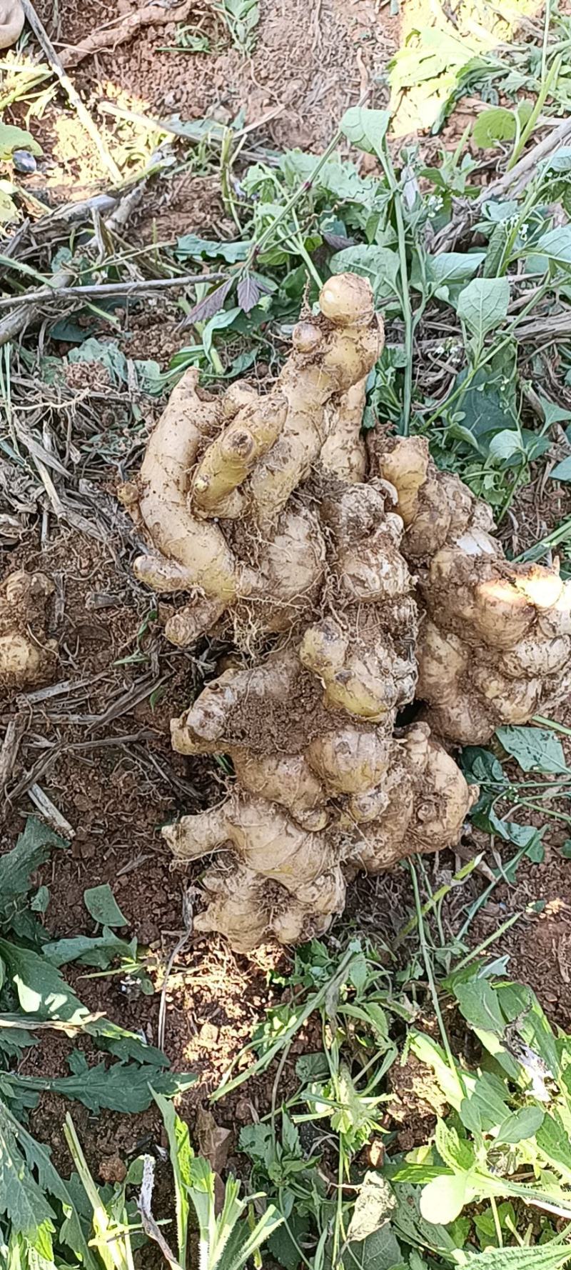 广西百色田东大黄姜大量上市，货源充足，统货现挖新鲜。