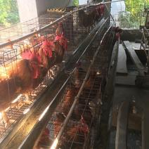 九斤红，红玉380鸡种蛋出售人工受精肉鸡种蛋受精率