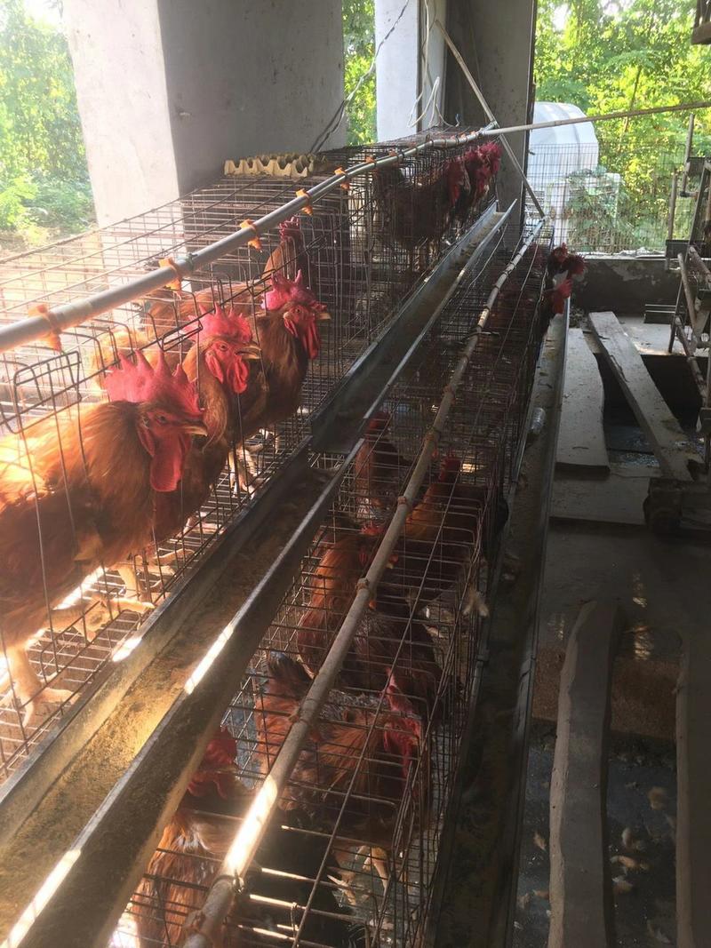 九斤红，红玉380鸡种蛋出售人工受精肉鸡种蛋保障受精率
