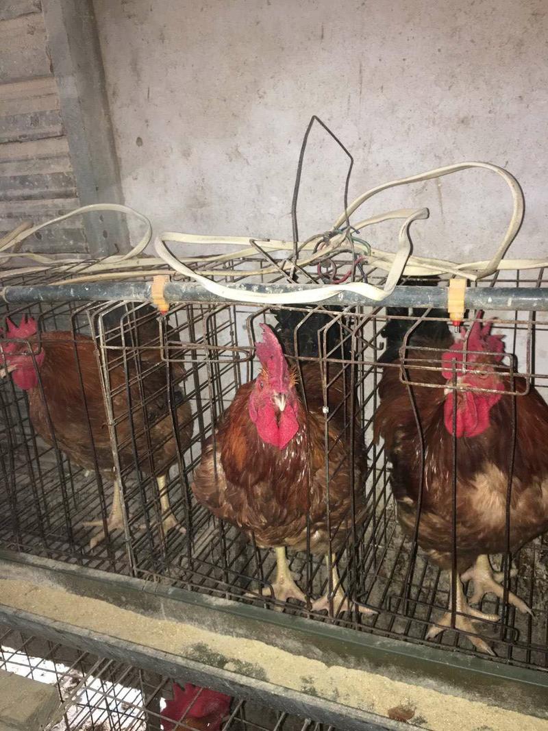 九斤红，红玉380鸡种蛋出售人工受精肉鸡种蛋保障受精率
