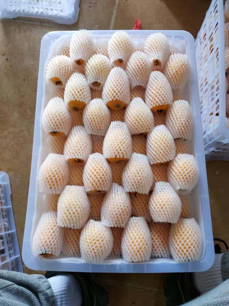福建云霄枇杷