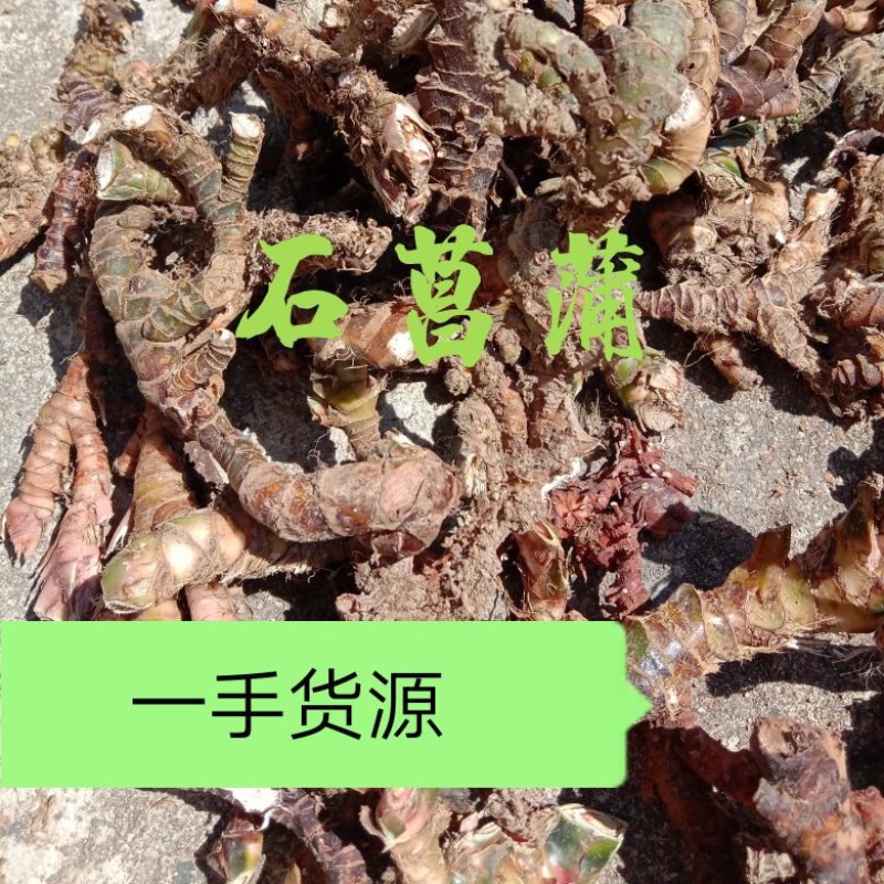 中药石菖蒲，正宗石菖蒲，山溪石溪生长，自然生长，干净无硫