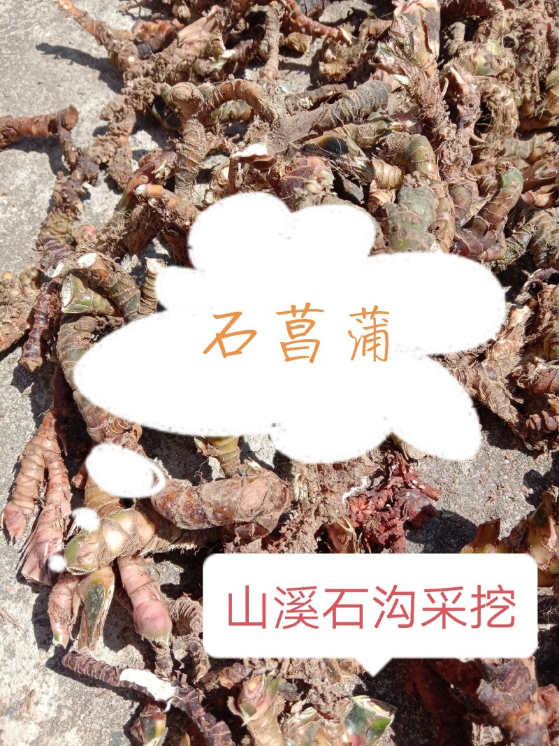 中药石菖蒲，正宗石菖蒲，山溪石溪生长，自然生长，干净无硫