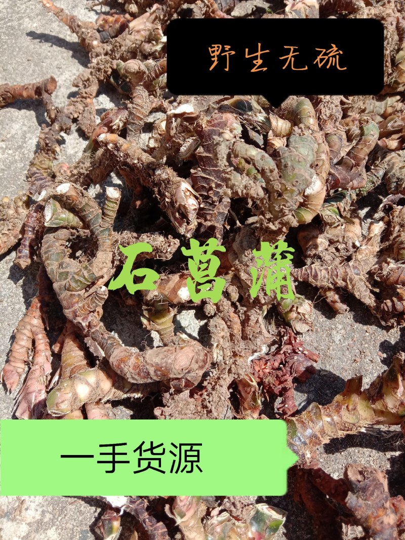 中药石菖蒲，正宗石菖蒲，山溪石溪生长，自然生长，干净无硫