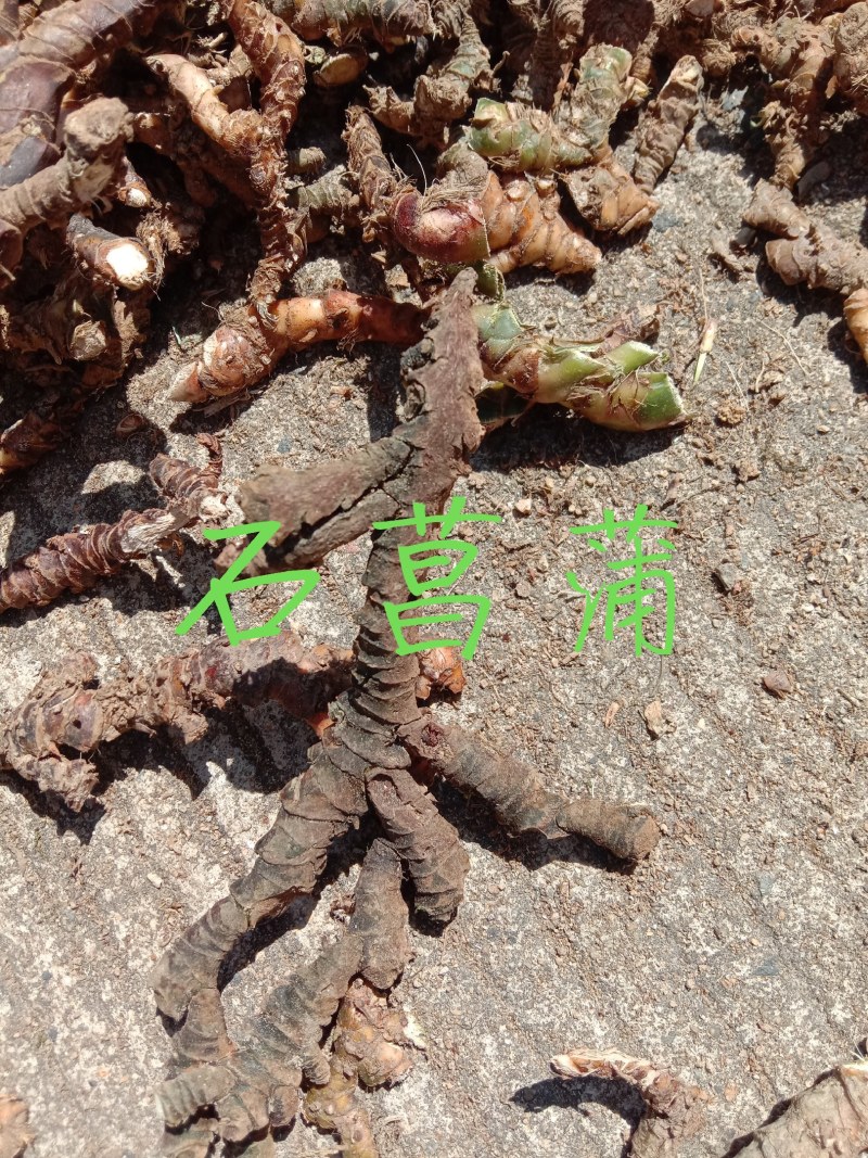 中药石菖蒲，正宗石菖蒲，山溪石溪生长，自然生长，干净无硫