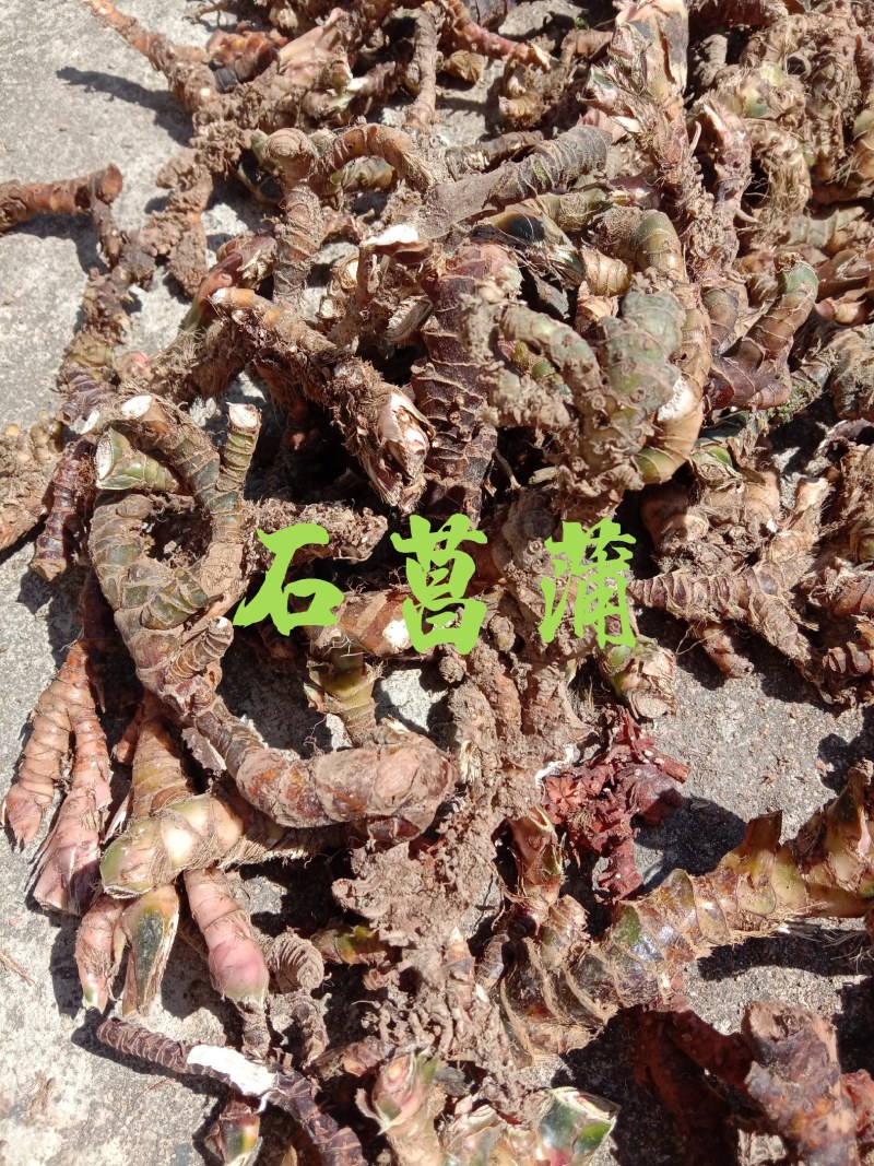 中药石菖蒲，正宗石菖蒲，山溪石溪生长，自然生长，干净无硫
