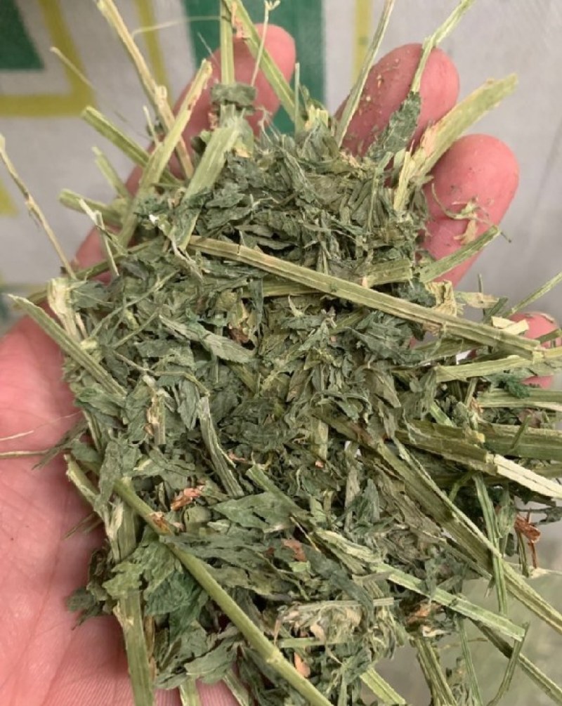 美国苜蓿草GP进口苜蓿草美国产区中国天津港口接货