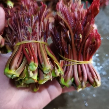 红油香椿油