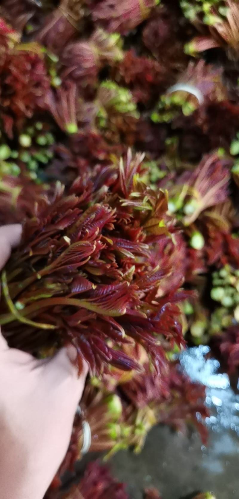 红油香椿油