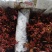 红油香椿油