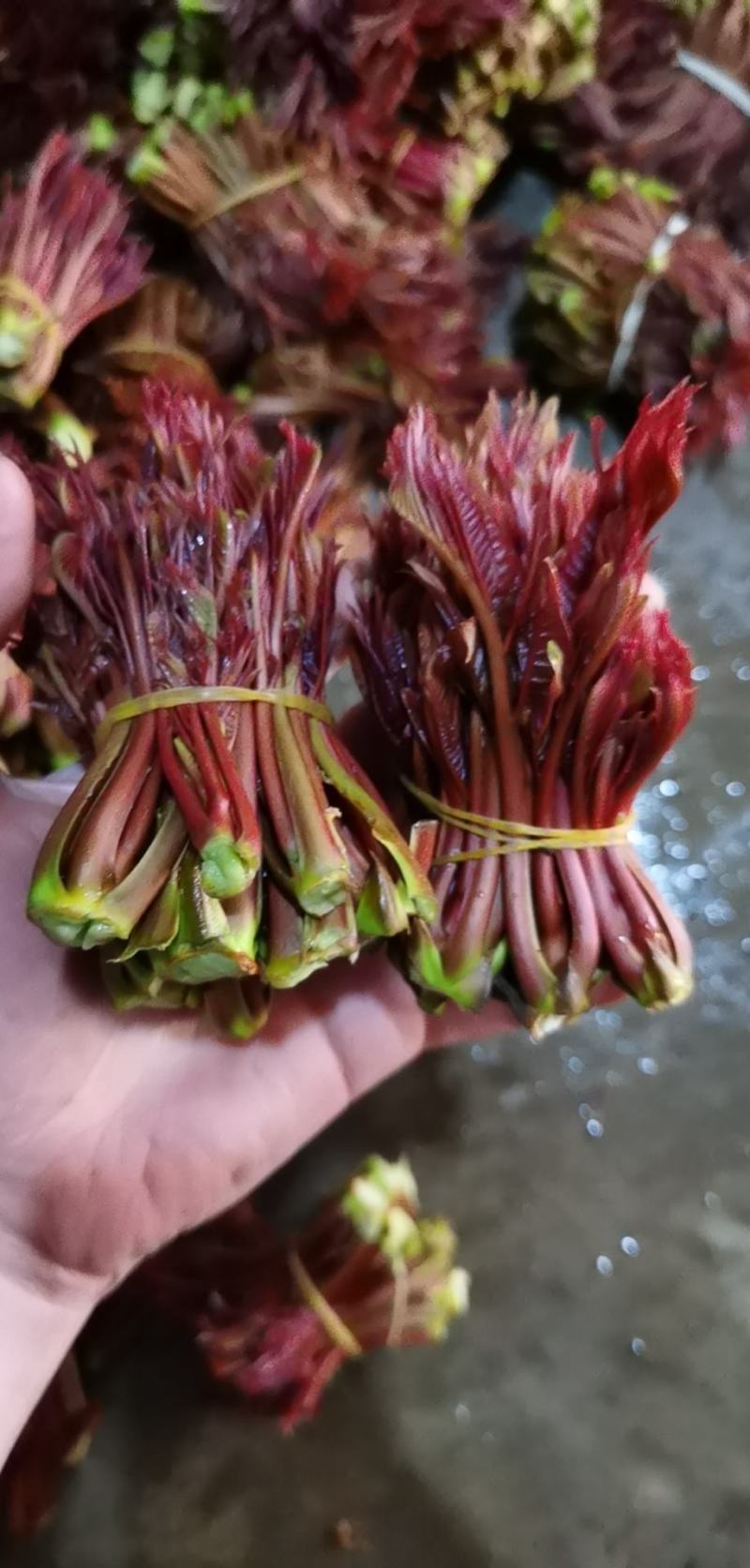 红油香椿油